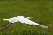 Great Egret, Aguas de São Pedro, São Paulo, Brazil, November 2008 - click on image for a larger view