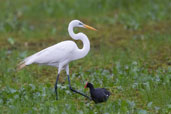 Great Egret, Aguas de São Pedro, São Paulo, Brazil, November 2008 - click on image for a larger view