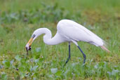 Great Egret, Aguas de São Pedro, São Paulo, Brazil, November 2008 - click on image for a larger view