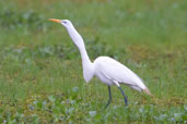 Great Egret having swallowed a fish, Aguas de São Pedro, São Paulo, Brazil, November 2008 - click on image for a larger view