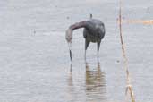 Little Blue Heron, Cayo Coco, Cuba, February 2005 - click for larger image