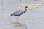 Little Blue Heron, Cayo Coco, Cuba, February 2005 - click for larger image