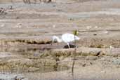 Immature Little Blue Heron, Cayo Coco, Cuba, February 2005 - click for larger image