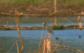 Little Blue Heron, Paratí, Rio de Janeiro, Brazil, April 2001 - click for larger image