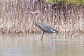 Reddish Egret, Cayo Coco, Cuba, February 2005 - click for larger image