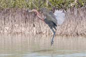 Reddish Egret, Cayo Coco, Cuba, February 2005 - click for larger image