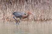 Reddish Egret, Cayo Coco, Cuba, February 2005 - click for larger image