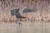 Reddish Egret, Cayo Coco, Cuba, February 2005 - click for larger image