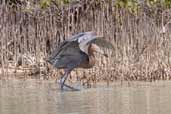 Reddish Egret, Cayo Coco, Cuba, February 2005 - click for larger image