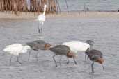 Reddish Egret, Cayo Coco, Cuba, February 2005 - click for larger image