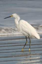 Snowy Egret, Cassino, Rio Grande do Sul, Brazil, August 2004 - click for larger image