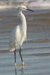 Snowy Egret, Cassino, Rio Grande do Sul, Brazil, August 2004 - click for larger image