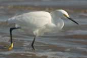 Snowy Egret, Cassino, Rio Grande do Sul, Brazil, August 2004 - click for larger image