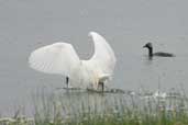 Snowy Egret, Lago Villarica, Chile, November 2005 - click for larger image