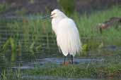 Snowy Egret, Lago Villarica, Chile, November 2005 - click for larger image