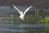 Snowy Egret, Lago Villarica, Chile, November 2005 - click for larger image