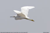 Snowy Egret, mouth of the Lluta River, Arica, Chile, January 2007 - click for larger image