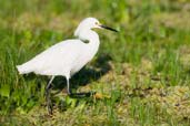 Snowy Egret, Aguas de São Pedro, São Paulo, Brazil, November 2008 - click for larger image