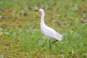 Snowy Egret, Aguas de São Pedro, São Paulo, Brazil, November 2008 - click for larger image