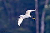 Snowy Egret, Cuero y Salado, Honduras, March 2015 - click for larger image