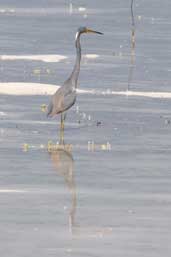 Tricoloured Heron, Cayo Coco, Cuba, February 2005 - click on image for a larger view