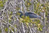 Tricoloured Heron, Cayo Coco, Cuba, February 2005 - click on image for a larger view