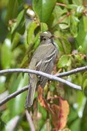 White-crested Elaenia, La Campana NP, Chile, November 2005 - click for larger image