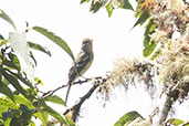 White-crested Elaenia, Kuelap, Amazonas, Peru, October 2018 - click for larger image