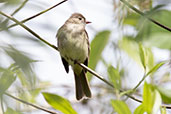 Coopman's Elaenia, Rio Mindo, Pichincha, Ecuador, November 2019 - click for larger image