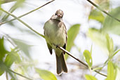 Coopman's Elaenia, Rio Mindo, Pichincha, Ecuador, November 2019 - click for larger image