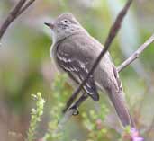 Plain-crested Elaenia, Chapada Diamantina, Bahia, Brazil, July 2002 - click for larger image