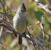 Plain-crested Elaenia, Chapada Diamantina, Bahia, Brazil, July 2002 - click for larger image