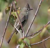 Plain-crested Elaenia, Chapada Diamantina, Bahia, Brazil, July 2002 - click for larger image