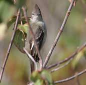 Plain-crested Elaenia, Chapada Diamantina, Bahia, Brazil, July 2002 - click for larger image