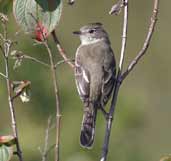 Plain-crested Elaenia, Chapada Diamantina, Bahia, Brazil, July 2002 - click for larger image