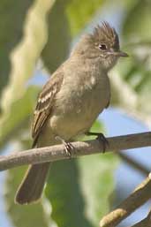 Yellow-bellied Elaenia, Aguas de São Pedro, São Paulo, Brazil, August 2004 - click for larger image