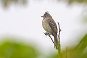 Yellow-bellied Elaenia, Refugio Paz de las Aves, Pichincha, Ecuador, November 2019 - click for larger image