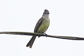 Yellow-bellied Elaenia, Rio Silanche Reserve, Pichincha, Ecuador, November 2019 - click for larger image