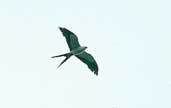 Swallow-tailed Kite, Caraj&aacute;s, Par&aacute;, Brazil, February 2002 - click for larger image