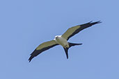 Swallow-tailed Kite, Sumaco, Napo, Ecuador, November 2019 - click for larger image