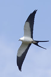 Swallow-tailed Kite, Sumaco, Napo, Ecuador, November 2019 - click for larger image