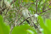 Mountain Elaenia, Santa Marta Mountains, Magdalena, Colombia, April 2012 - click for larger image