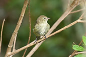 Mountain Elaenia, Santa Marta Mountains, Magdalena, Colombia, April 2012 - click for larger image