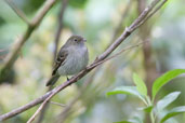 Olivaceous Elaenia, Itatiaia, Rio de Janeiro, Brazil, November 2008 - click for larger image