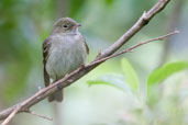 Olivaceous Elaenia, Itatiaia, Rio de Janeiro, Brazil, November 2008 - click for larger image