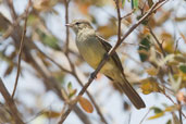 Highland Elaenia, Mucugê, Bahia, Brazil, November 2008 - click for larger image