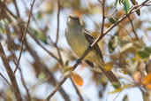 Highland Elaenia, Mucugê, Bahia, Brazil, November 2008 - click for larger image