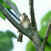 Brownish Elaenia, Marchantaria Island, Amazonas, Brazil, July 2001 - click for larger image