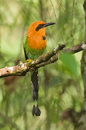 Broad-billed Motmot, Cerro Montezuma, Tatamá, Risaralda, Colombia, April 2012 - click for larger image