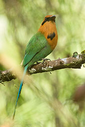 Broad-billed Motmot, Cerro Montezuma, Tatamá, Risaralda, Colombia, April 2012 - click for larger image